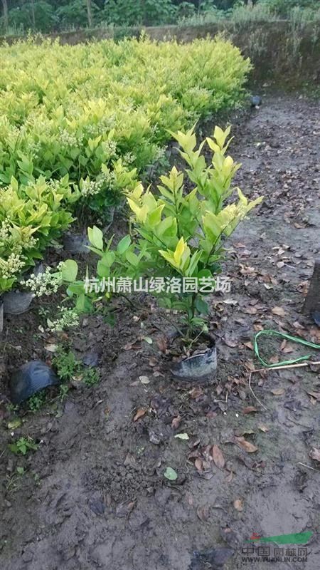 浙江省杭州市蕭山區(qū)供應(yīng)金森女貞大杯苗