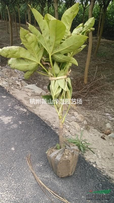 浙江省杭州市蕭山區(qū)供應(yīng)八角金盤（挖土球）