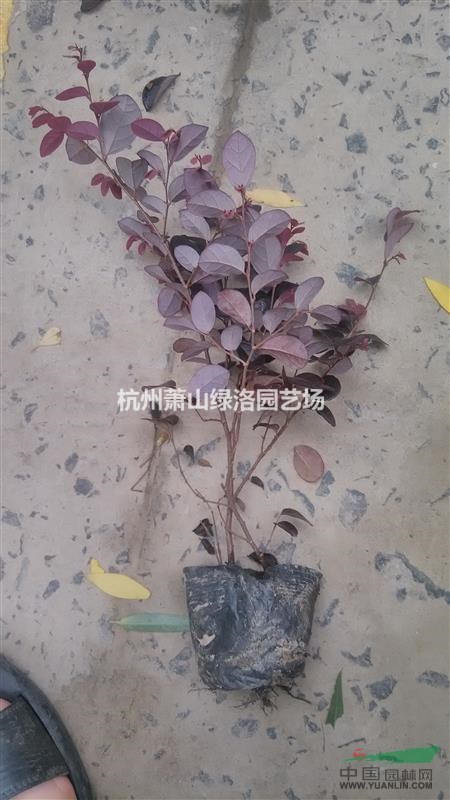 浙江省杭州市蕭山區(qū)供應(yīng)杯苗紅花繼木