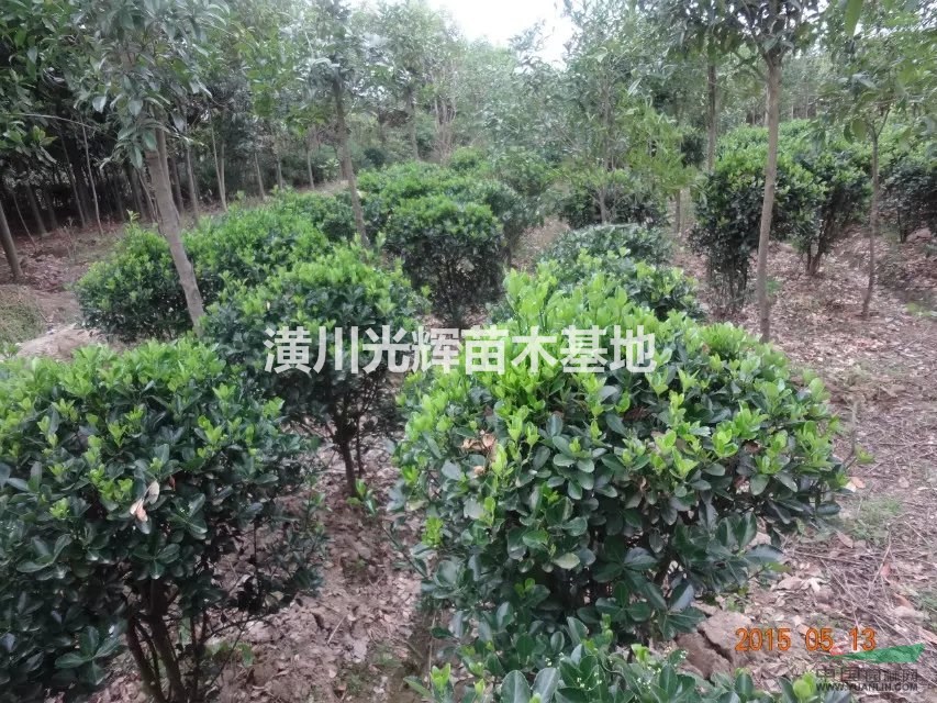 木槿出售