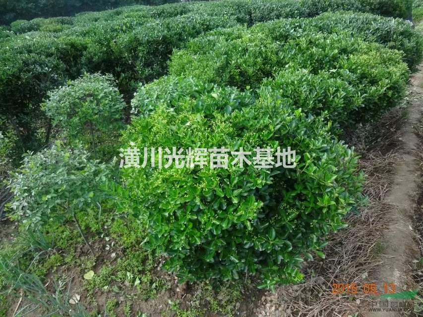 木槿出售