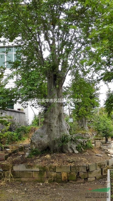 紫薇樹樁精品