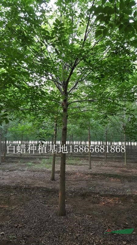 2年生牡丹北海道 國槐昆明振海綠化苗木種植基地