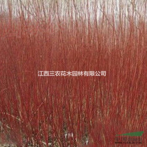 莫斯科彩虹柳批發(fā)-產(chǎn)品信息莫斯科彩虹柳的栽培 