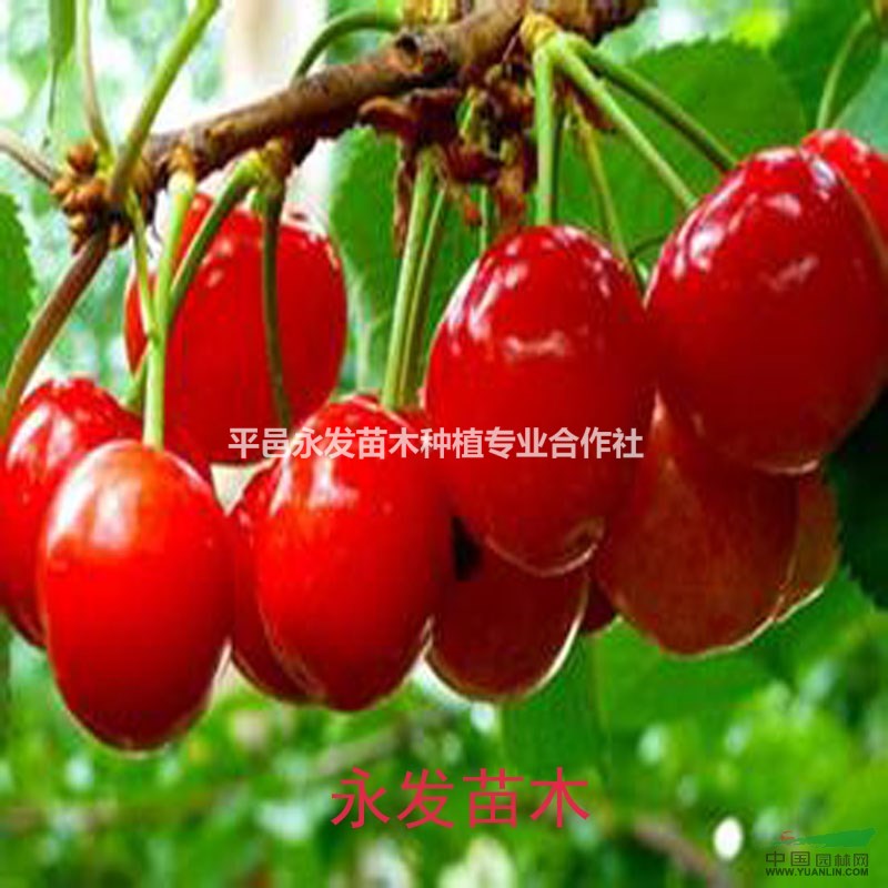 大量供應(yīng)果樹(shù)苗紅燈櫻桃苗美早櫻桃樹(shù)苗黑珍珠櫻桃樹(shù)苗批發(fā)