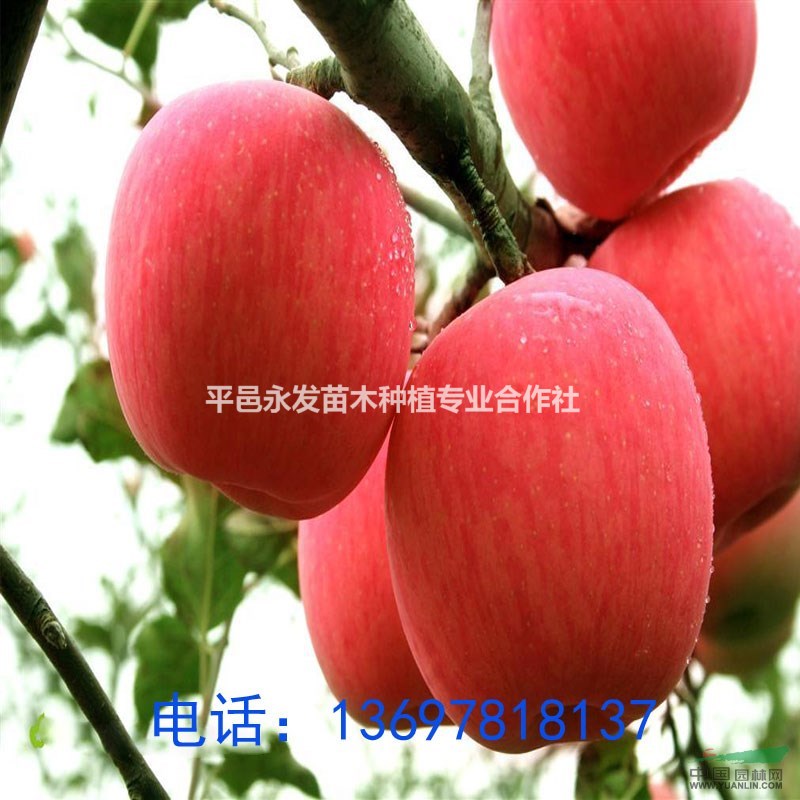 蘋果苗紅富士蘋果苗紅嘎啦蘋果樹苗紅將軍蘋果苗優(yōu)質(zhì)蘋果苗批發(fā)