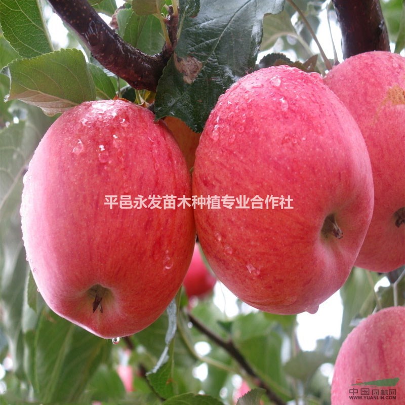 蘋果苗紅富士蘋果苗紅嘎啦蘋果樹苗紅將軍蘋果苗優(yōu)質(zhì)蘋果苗批發(fā)