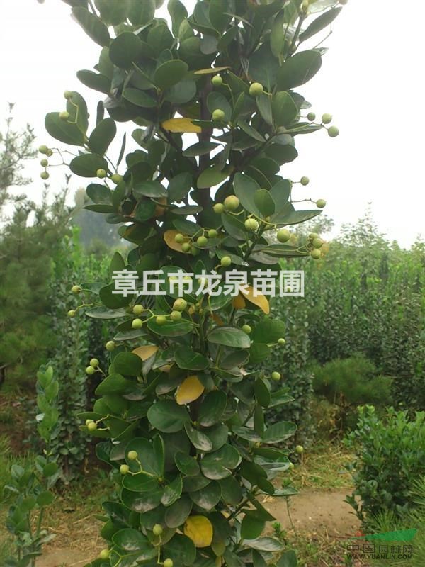 苗圃处理一批北海道黄杨05-0.9公分，量大优惠