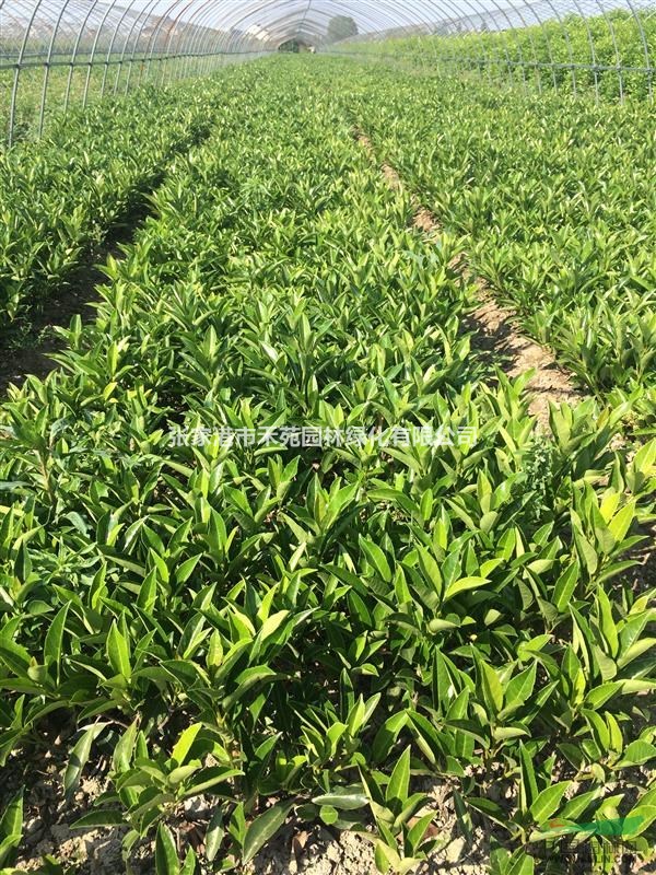 供應(yīng)20-40公分法國冬青、法青、青珊瑚小苗
