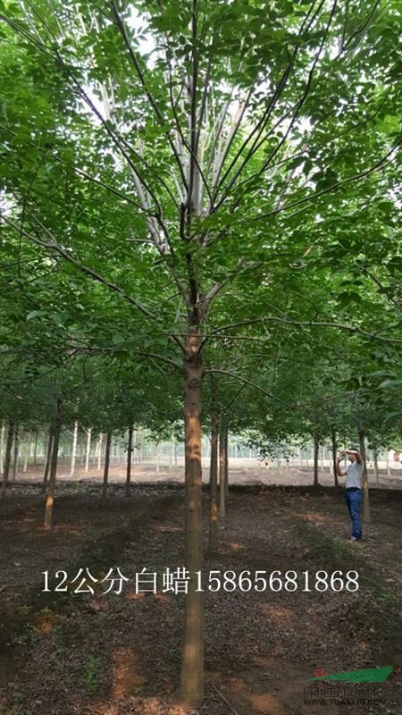 10公分北海道 國槐柳州振海綠化苗木種植基地