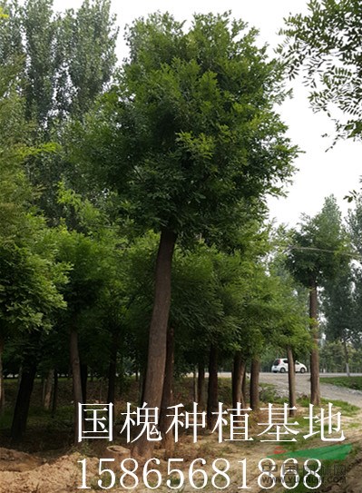 牡丹藥用價值北海道 國槐松原振海綠化苗木種植基地