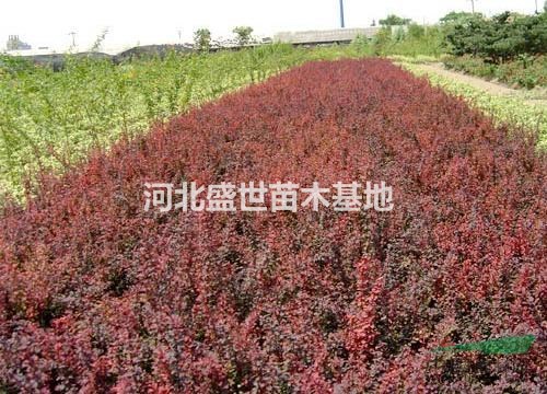 河北红叶小檗种植基地  供应优质的红叶小檗