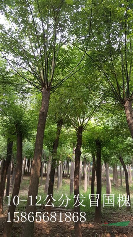 10公分紅葉李北海道 國(guó)槐達(dá)州振海綠化苗木種植基地