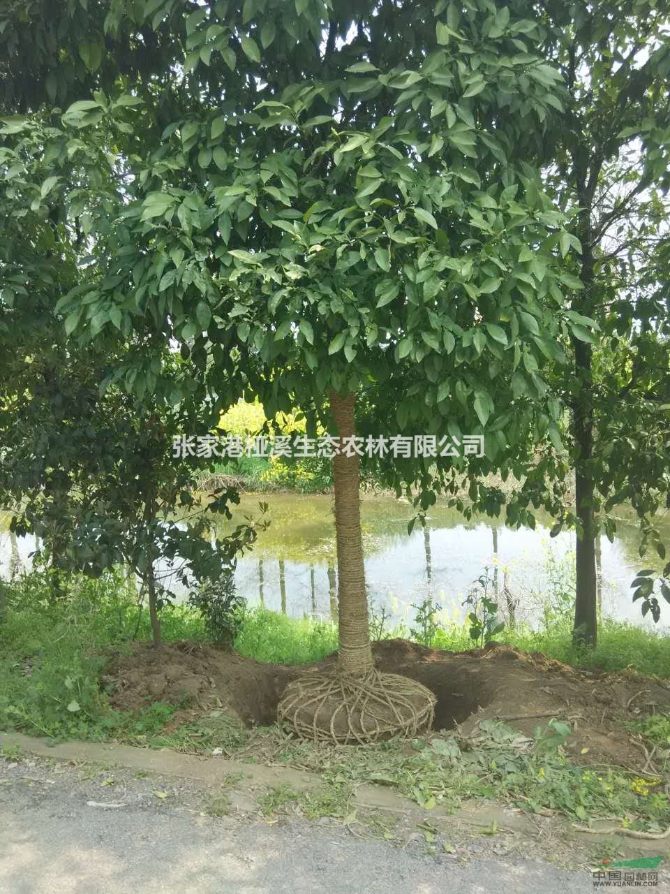 香櫞樹8-12