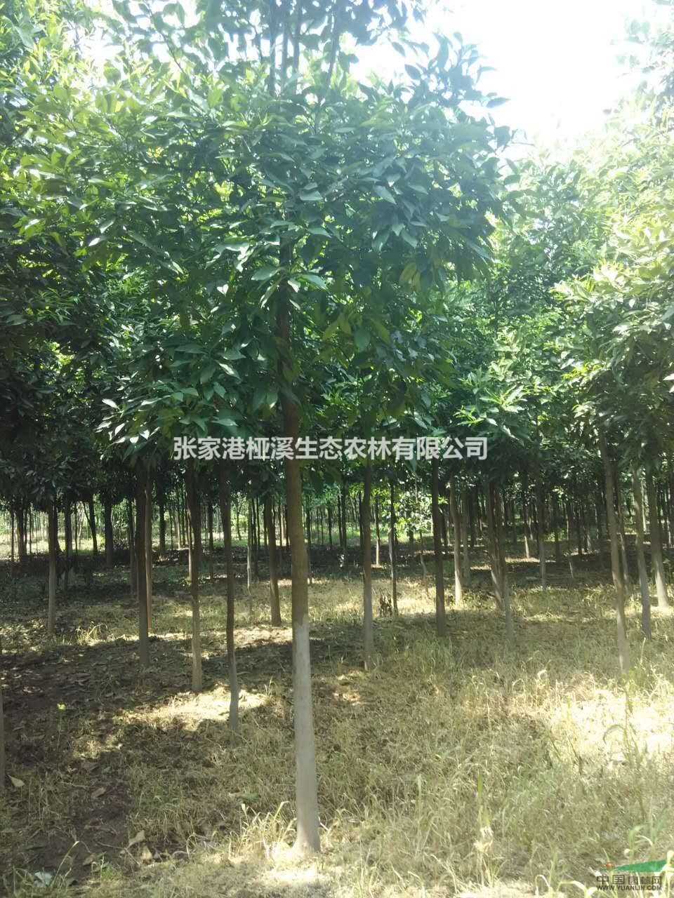 香櫞樹8-12