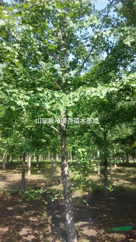 專供各種規(guī)格銀杏 實(shí)生苗，嫁接苗