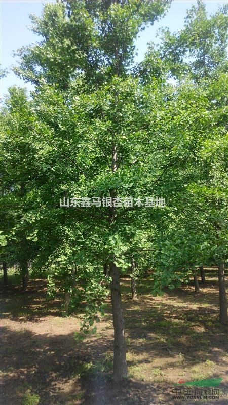 專供各種規(guī)格銀杏 實(shí)生苗，嫁接苗