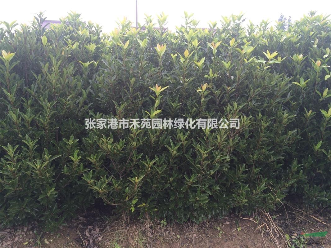 供應(yīng)2米-2.2米精品法國冬青、法青、青珊瑚一批
