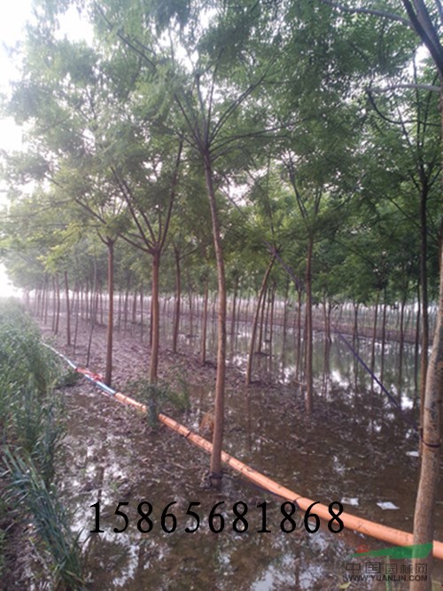 一百畝北海道黃楊處理北海道 國(guó)槐仙桃振海綠化苗木種植基地