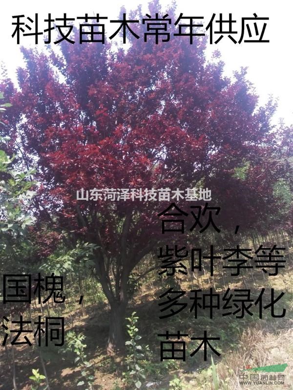 (14公分國槐價(jià)格)2015年最新8月份