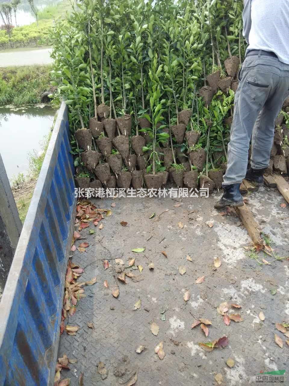 江蘇供應(yīng)大規(guī)模香櫞
