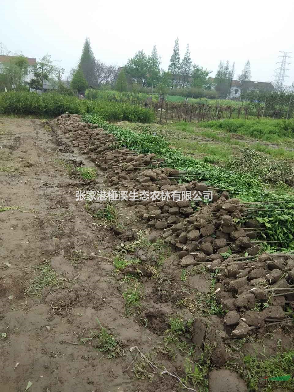 江蘇供應(yīng)大規(guī)模香櫞