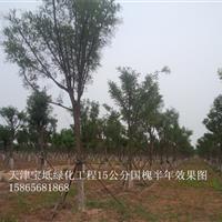 牡丹小苗北海道 國槐武威振海綠化苗木種植基地