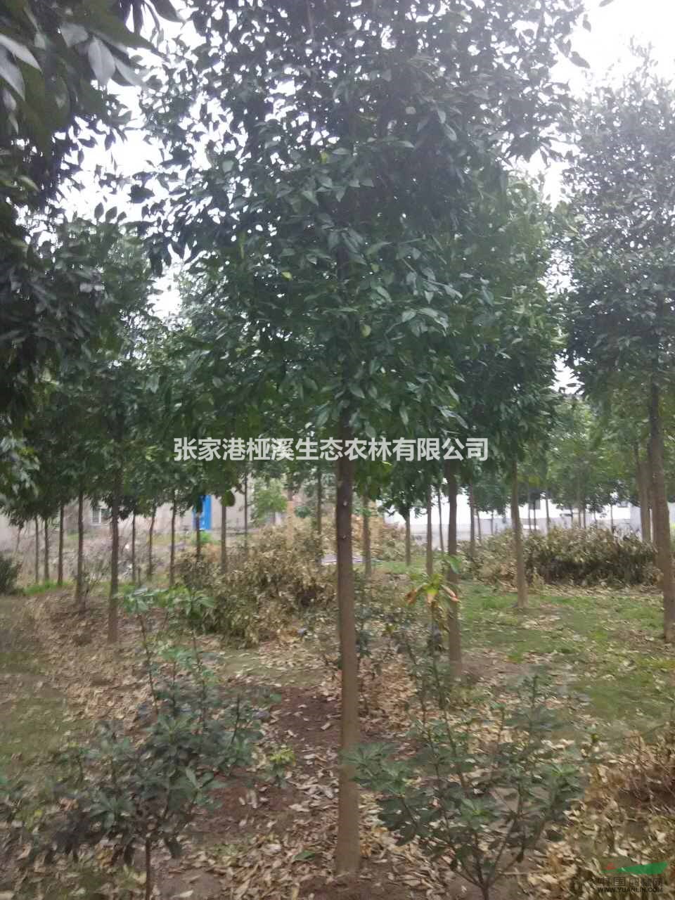 香櫞樹(shù)