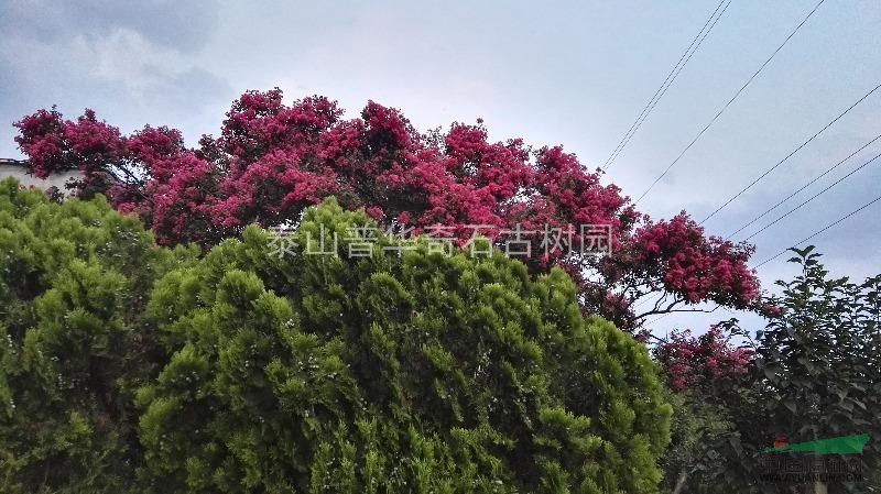 干年叢生紫薇