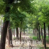 芍藥價(jià)格垃圾國槐南昌振海綠化苗木種植基地