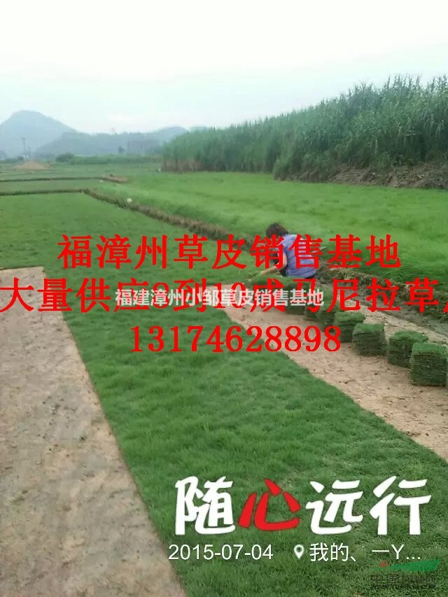 馬尼拉草皮供應(yīng)批發(fā)