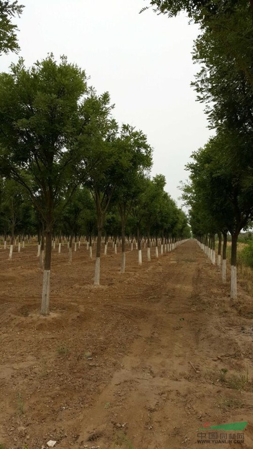 20公分精品移栽國槐1500垃圾國槐珠海振海綠化苗木種植基地