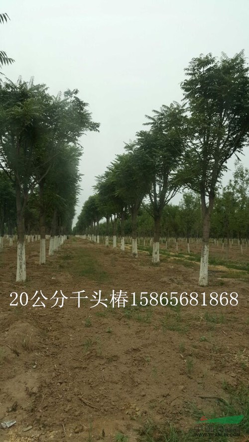 50公分國(guó)槐垃圾國(guó)槐咸陽(yáng)振海綠化苗木種植基地