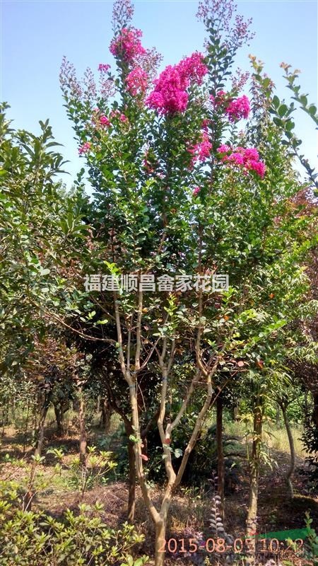 福建南平供应6-8公分玫瑰红紫薇