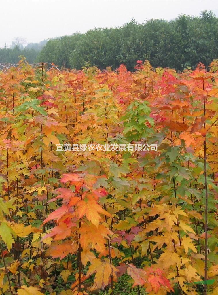 銀紅槭 彩葉新寵 長(zhǎng)勢(shì)快 葉色艷麗 銀紅槭樹(shù)苗供應(yīng)批發(fā)包成活