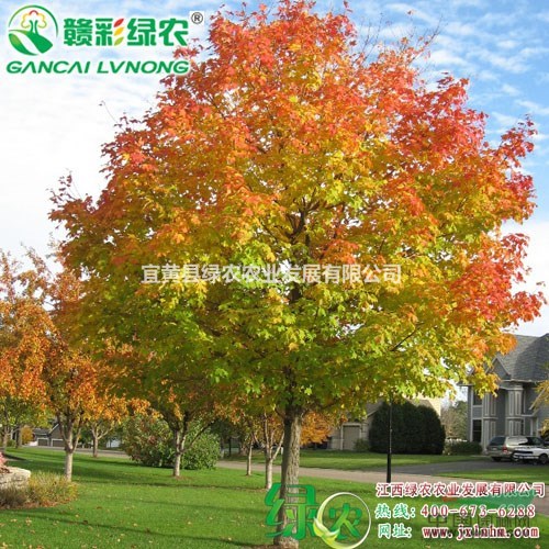 銀紅槭 彩葉新寵 長(zhǎng)勢(shì)快 葉色艷麗 銀紅槭樹(shù)苗供應(yīng)批發(fā)包成活