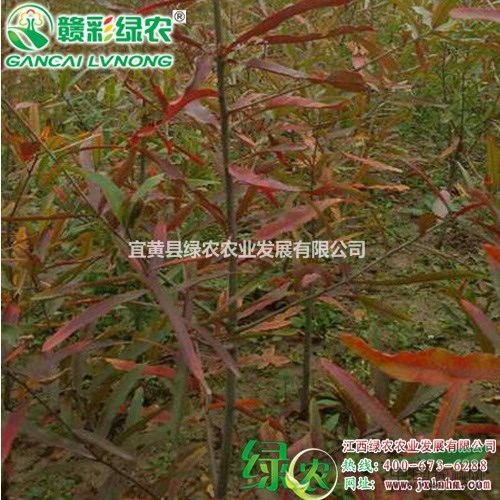 柳櫟 適應(yīng)性強 觀賞價值高 柳櫟樹苗 彩櫟小苗供應(yīng)包成活