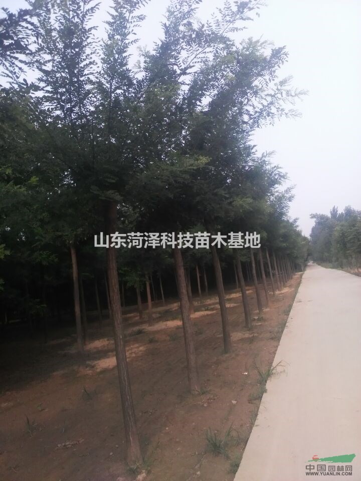 5公分國槐價(jià)格便宜