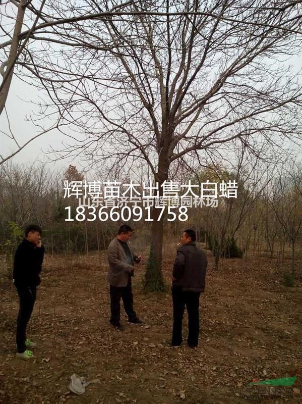 18公分國槐價格5折促銷價