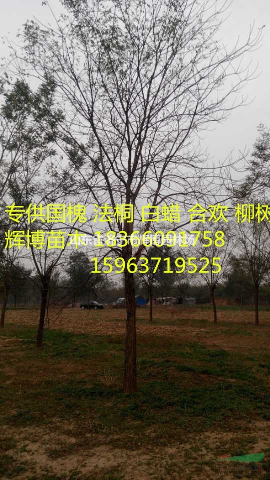 23公分國槐價(jià)格便宜