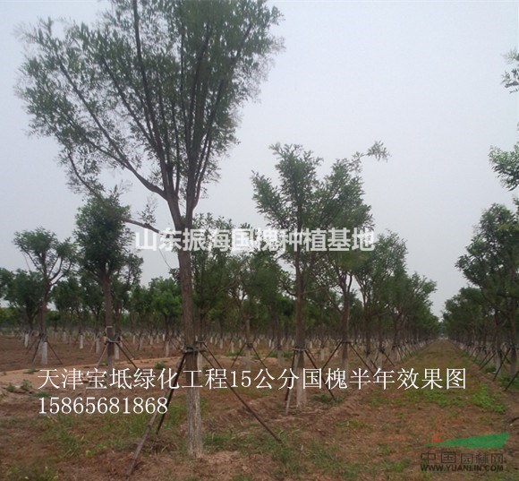 35公分國槐|大規(guī)格國槐移栽常見問題