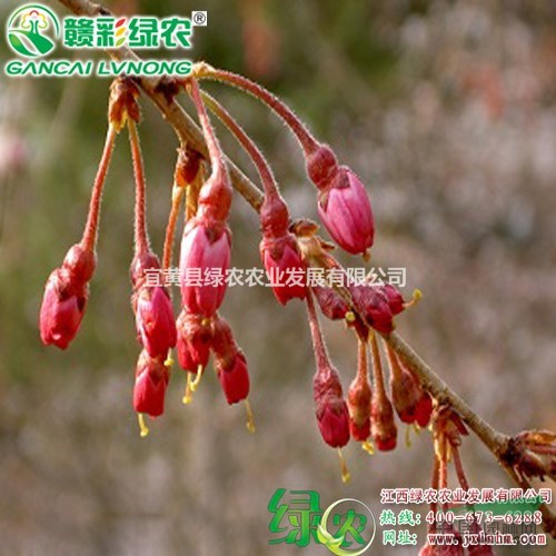 八重紅枝垂　紅枝垂櫻樹(shù)苗　垂枝櫻花苗木生產(chǎn)基地｜江西綠農(nóng)