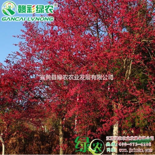 臺(tái)灣鐘櫻花　花色大紅　江西鐘櫻花樹苗生產(chǎn)基地　臺(tái)灣鐘櫻花小苗