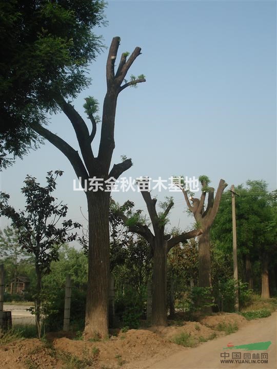 15公分國槐價(jià)格詳情價(jià)格