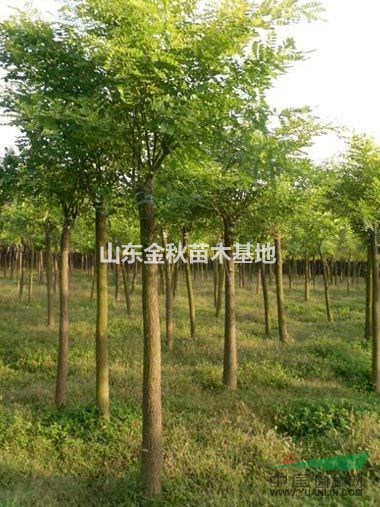 20公分國(guó)槐價(jià)格一棵單價(jià)_
