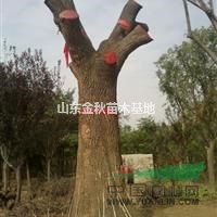 25公分國槐價格三年冒價格