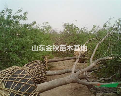 25公分國槐價格三年冒價格