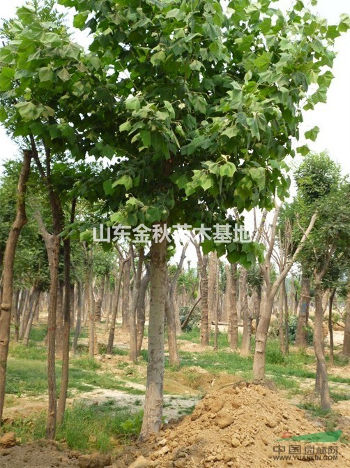 28公分國槐價(jià)格@2015年最新報(bào)價(jià)