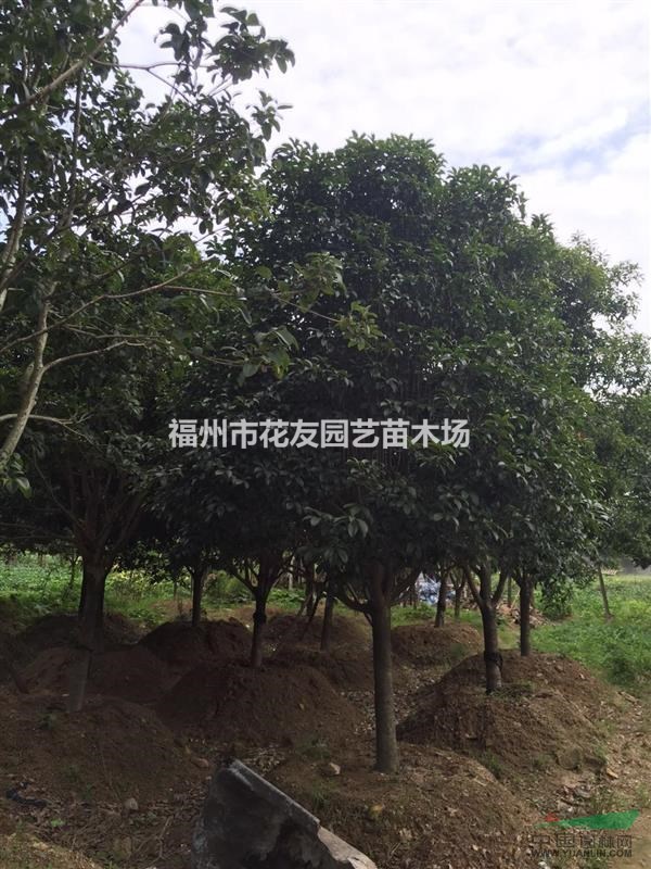 供應(yīng)大批量精品金桂