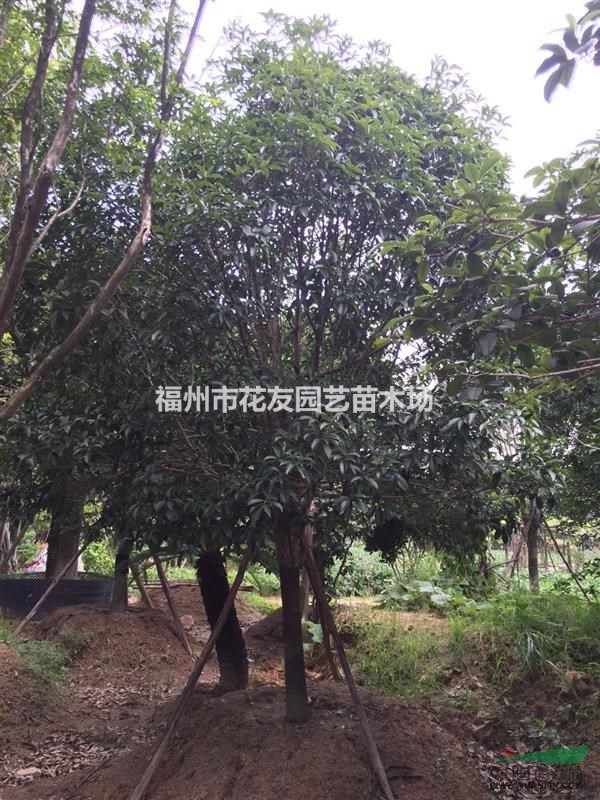 供應(yīng)大批量精品金桂
